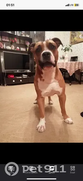 Пропала собака, мужской, Оренбург, Оренбургская область - возрастной стаффорд - photo