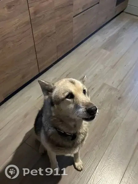 Пропала собака Мальчик, Серпухов (rl1135957) - photo