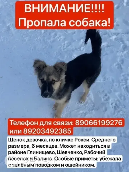 Пропала собака, женская, 1-я Высоковольтная улица, Иваново - с поводком и ошейником - photo