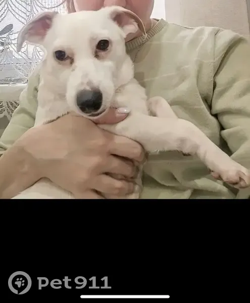 Пропала собака, Юго-Западный бульвар, Чебоксары - белый окрас с оранжевыми пятнами на ушах - photo