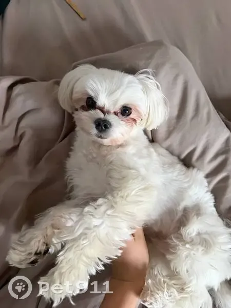 Пропал собака, мужской, Боровая улица, 34/24 литА, Санкт-Петербург - белый с аллергией - photo