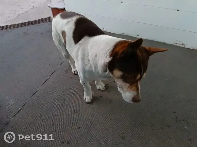 Пропал собака, улица Свердлова, Усть-Абакан - зовут Вольт - photo