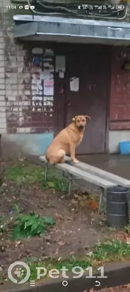 Пропала собака, улица Рахимова, 25, Казань - рыжая, стерилизована, без хвоста - photo