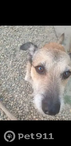 Пропал собака, улица Бормина, 4, Курганинск - рыжий мальчик, небольшой - photo