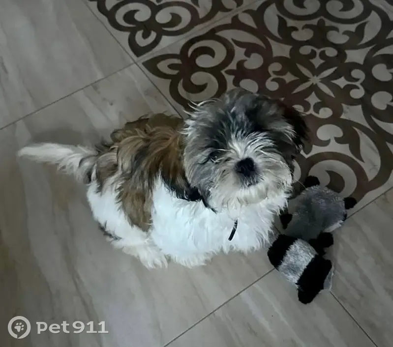 Пропала собака, женский пол, Центральная улица, Рамонь - красный ошейник с колокольчиком - photo