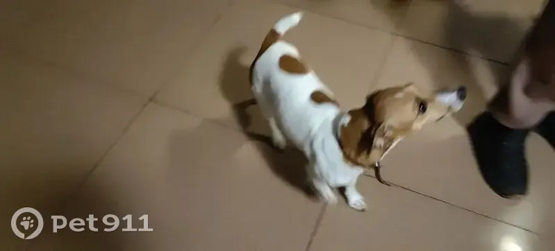 Найдена собака, Санаторная улица, Архипо-Осиповка - девочка породы Джек Рассел - photo