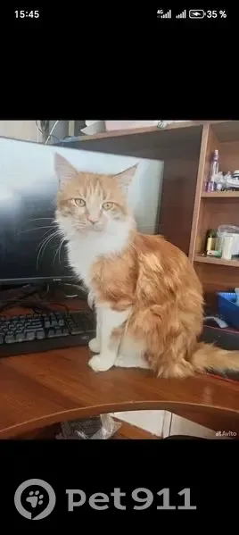 Пропал кот, улица Розы Люксембург, 299, Иркутск - рыжий с белой грудью и лапами - photo