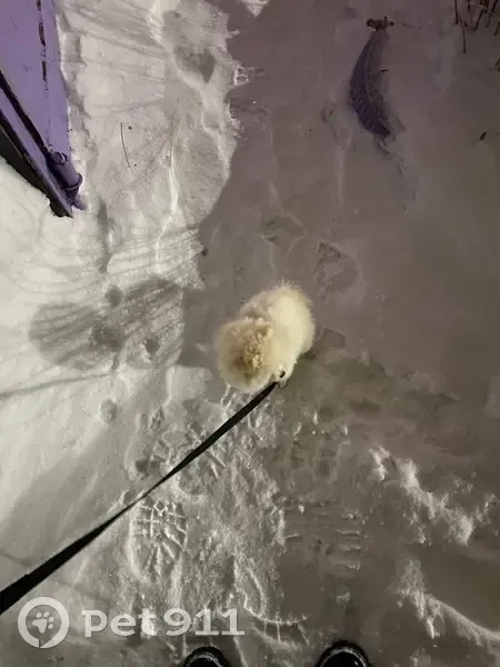 Пропал собака, улица Шишкина, Прокопьевск - белый окрас, щенок шпиц - photo