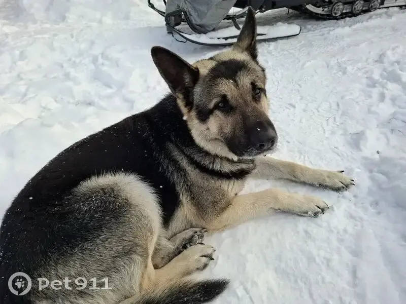 Пропал собака, улица Волжский берег, Саратов - восточно-еврейская овчарка - photo