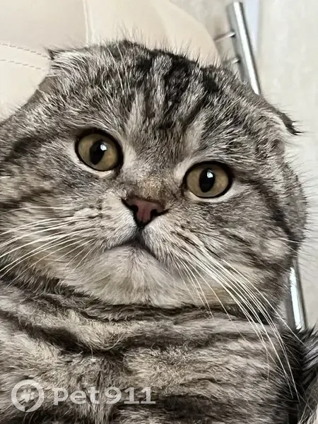 Пропал кот, улица Бортмехаников, 11, Самара - photo