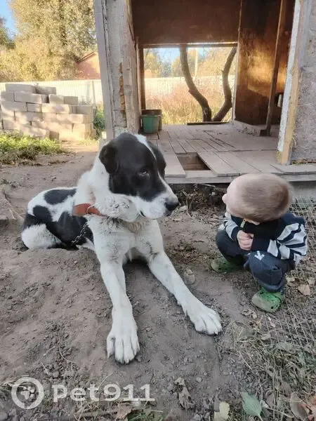 Пропала собака, мужской, 35, Ерёмино, Ерёмино - Добрыня, купированный хвост и уши - photo