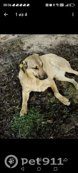 Пропала собака, улица Рахимова, 25, Казань - светлый окрас, откликается на Лолу - photo