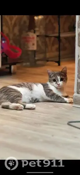 Пропал кот, Коммунистическая улица, Стерлитамак - пугливый, серо-белый окрас - photo