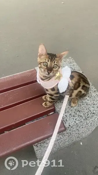 Пропала кошка, улица Сафонова, 3, Североморск - бенгальская порода - photo