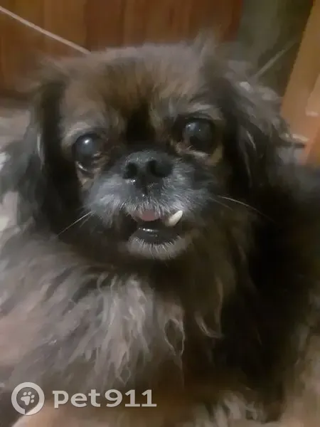 Пропал собака, улица Ершова, городской округ Ишим - пекинес с красной шлейкой - photo