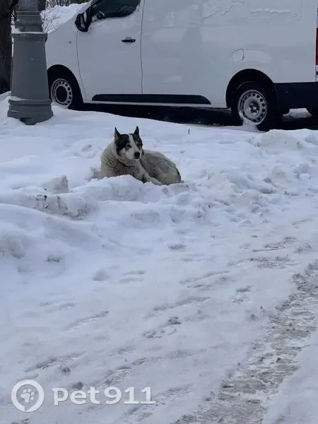 Найдена собака, Никулинский проезд, Москва - бело-чёрная с ошейником и адресником - photo