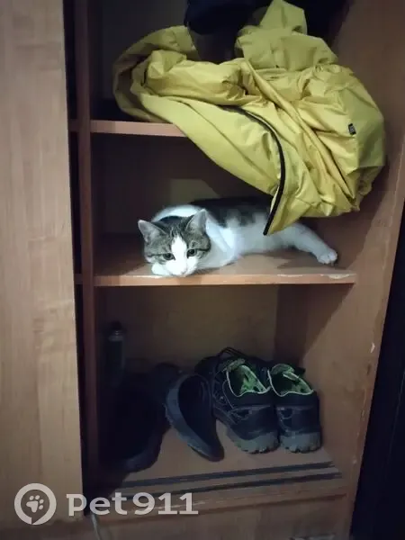 Пропала кошка, улица Пушкина, 68, Волжский - photo