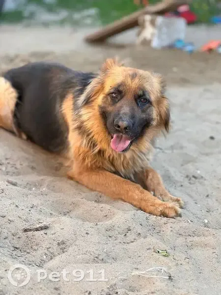 Пропала собака, Энгельс, Саратовская область - рыжая с чёрным, убежала из дома - photo