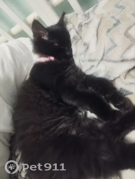 Пропала кошка, Большая Советская улица, 37/2, Кингисепп - пушистая, чёрная, в розовом ошейнике - photo