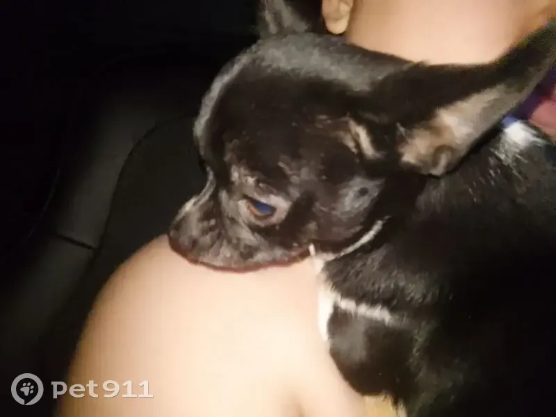 Пропал собака, Колхозная улица, 125, Марьянская - пятнышко в виде логотипа Найк - photo