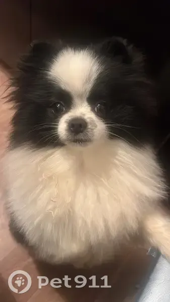 Пропала собака, Базарная улица, 7, Ярославль - бело-чёрный мини шпиц - photo