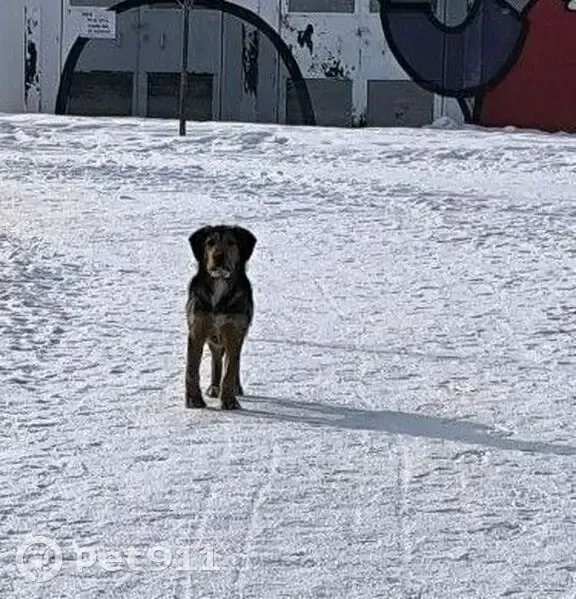 Найден собака, Минская улица, городской округ Липецк - молодой - photo
