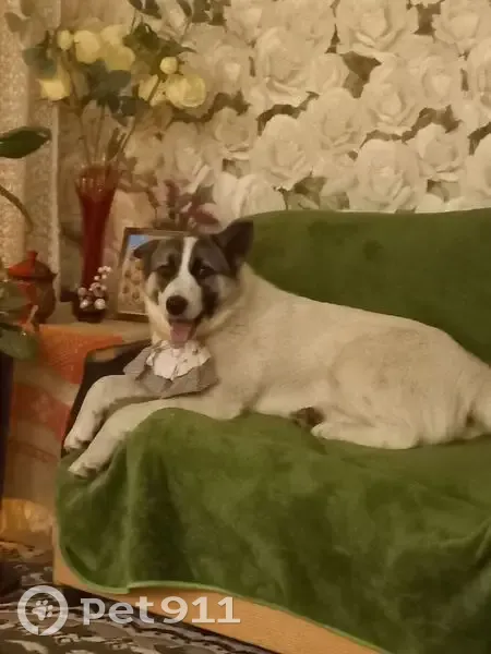 Пропала собака, улица 30 лет Победы, городской округ Нягань - общительная девочка - photo