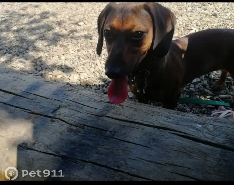 Пропала собака, Новоульяновск - коричневая такса, стерилизованная - photo