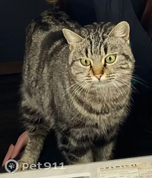 Найдена кошка, женский пол, улица Ишкова, 148, Михайловск - очень ласковая - photo