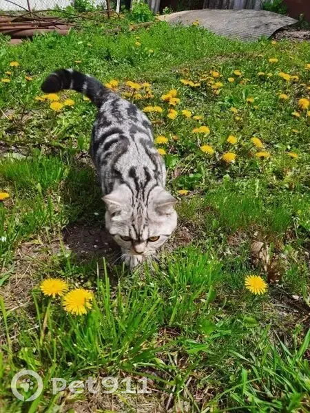 Пропал кот, Заводская улица, Горячеводский - шотландский вискас, небольшой размер - photo