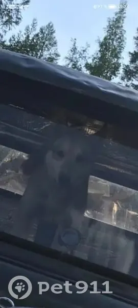 Пропала собака, Якутск, Республика Саха (Якутия) - лайка светло-серая с ошейником - photo