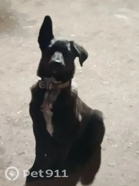 Пропала собака, Полтавская улица, Самара - девочка 6 месяцев, черная с белым пятном - photo