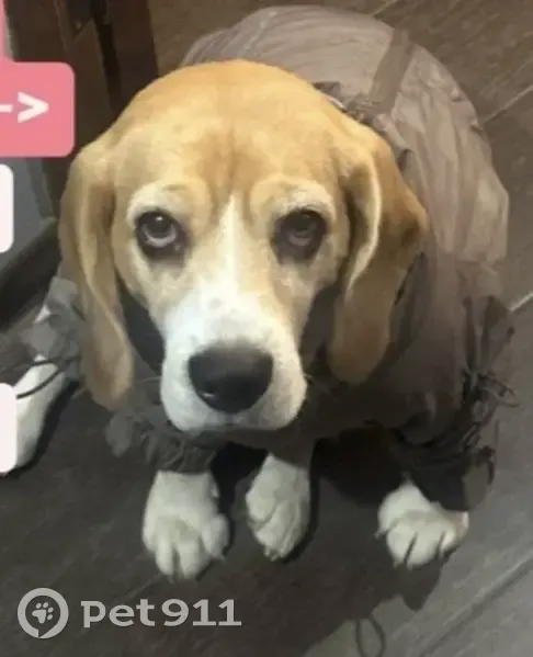 Пропала собака, девочка, Агрономический переулок, Ростов-на-Дону - Бренди, рыже-черно-белый окрас - photo