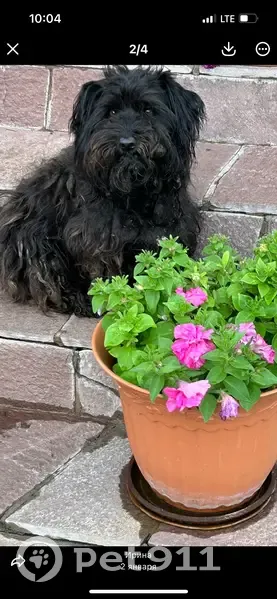 Пропала собака, Бирск - средний рост, черный окрас - photo