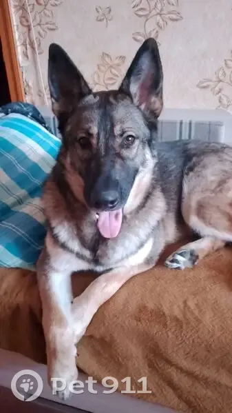 Пропала собака, улица 11-й Гвардейской Армии, 4, Новокузнецк - молодой, наполовину овчарка - photo