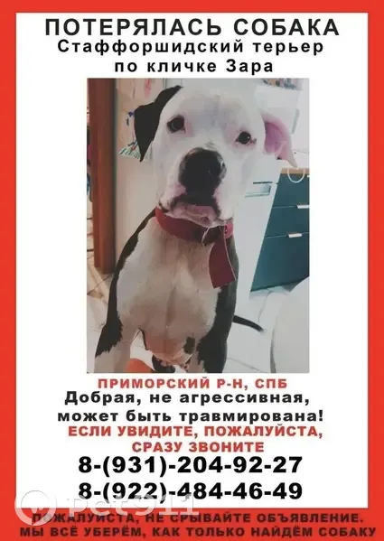 Пропала собака, улица Лидии Зверевой, 5 к1, Санкт-Петербург - черно-белый окрас - photo