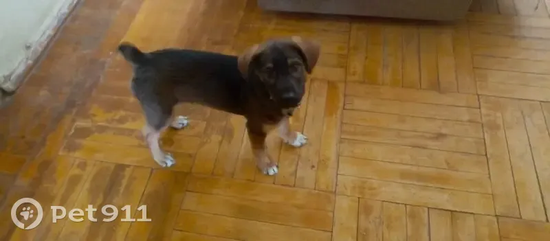 Найден собака, улица Каяни, 17, Ростов-на-Дону - черно-коричневый окрас - photo