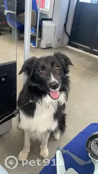 Пропал собака, мужской, улица Громова, 8, городской округ Тверь - черно-белый окрас - photo