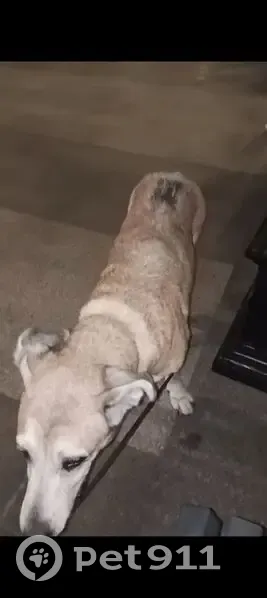 Пропала собака, Нижненольная линия, 48, Ростов-на-Дону - белый с рыжим окрас, 13 лет - photo