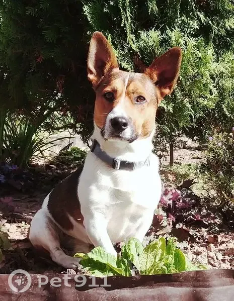 Пропал собака, Александровка, Смоленская область - 5-летний кобель без ошейника - photo