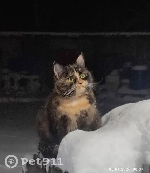 Пропала кошка, улица Щербакова, 14 к1, Санкт-Петербург - трёхцветная в шлейке и ошейнике - photo
