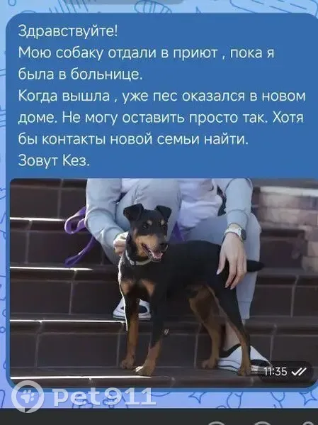 Пропал собака, Санкт-Петербург - мальчик знает команды - photo