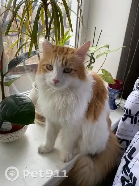 Пропала кошка, Будённовская улица, 124Б, Новочеркасск - обрубленное ушко, эпилепсия - photo