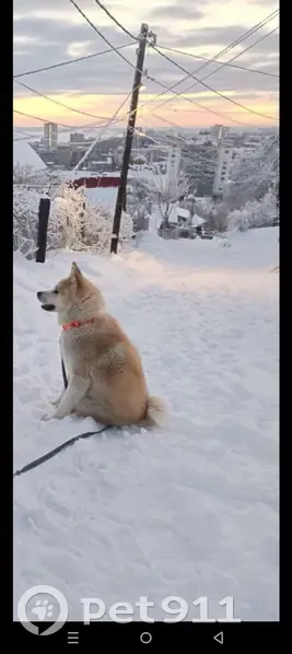 Пропала собака, Малая Соляная улица, 26, Саратов - рыжая акита похожа на лисичку - photo