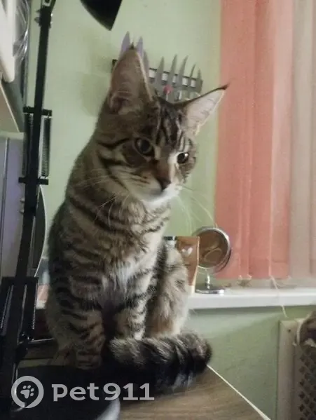 Пропал кот, улица Ломоносова, 35, Сосенский - откликается на кличку Миша - photo