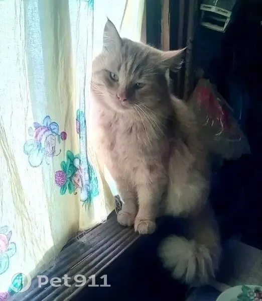 Пропала кошка, улица Луначарского, 5, Еманжелинск - рыжий, пушистый - photo
