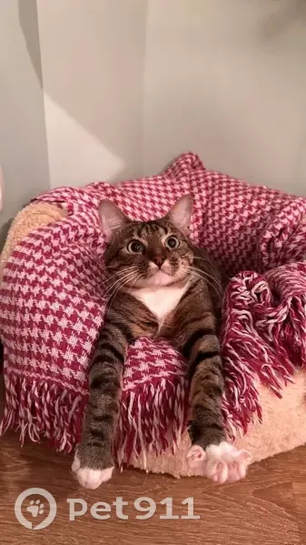 Пропал кот, СНТ Южное, Коммунар - зовут Тим - photo