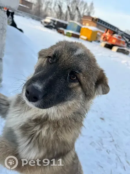 Пропала собака, 2, Ангарск - крупный щенок с белыми носочками - photo