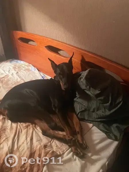 Пропала собака, Лыжный переулок, Санкт-Петербург - порода доберман, очень дружелюбная - photo