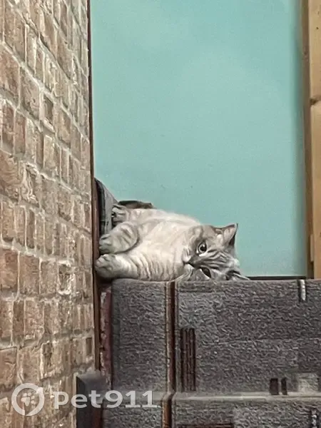 Пропала кошка, улица Чайковского, 16, Владивосток - британка, отзывается на имя Руся - photo